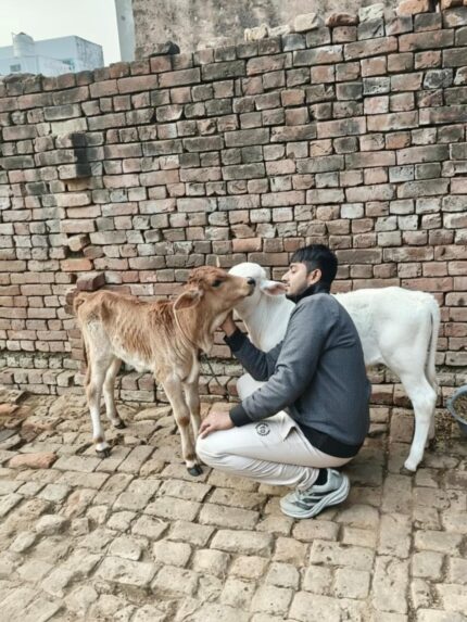 🐮 Quality Calves for Sale