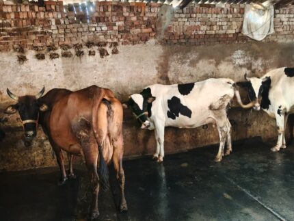 🐄 Premium Cow Breeds